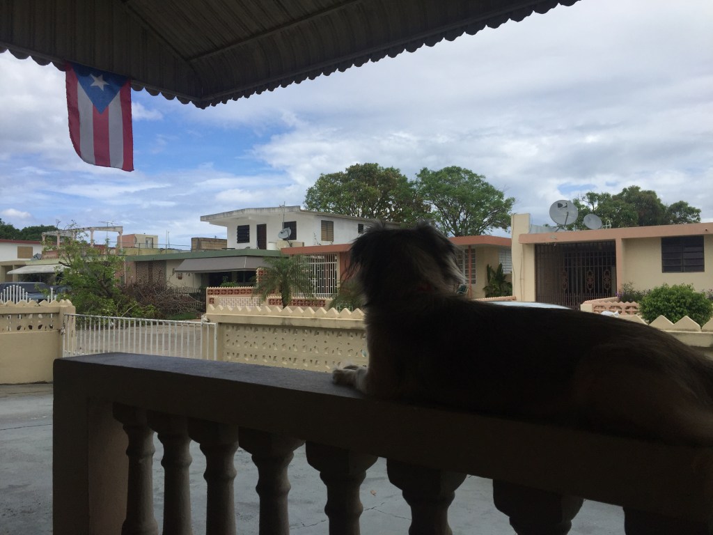 ¡Puerto Rico yo voy a ti, pam, pam, pam, pam,&nbsp;pam!